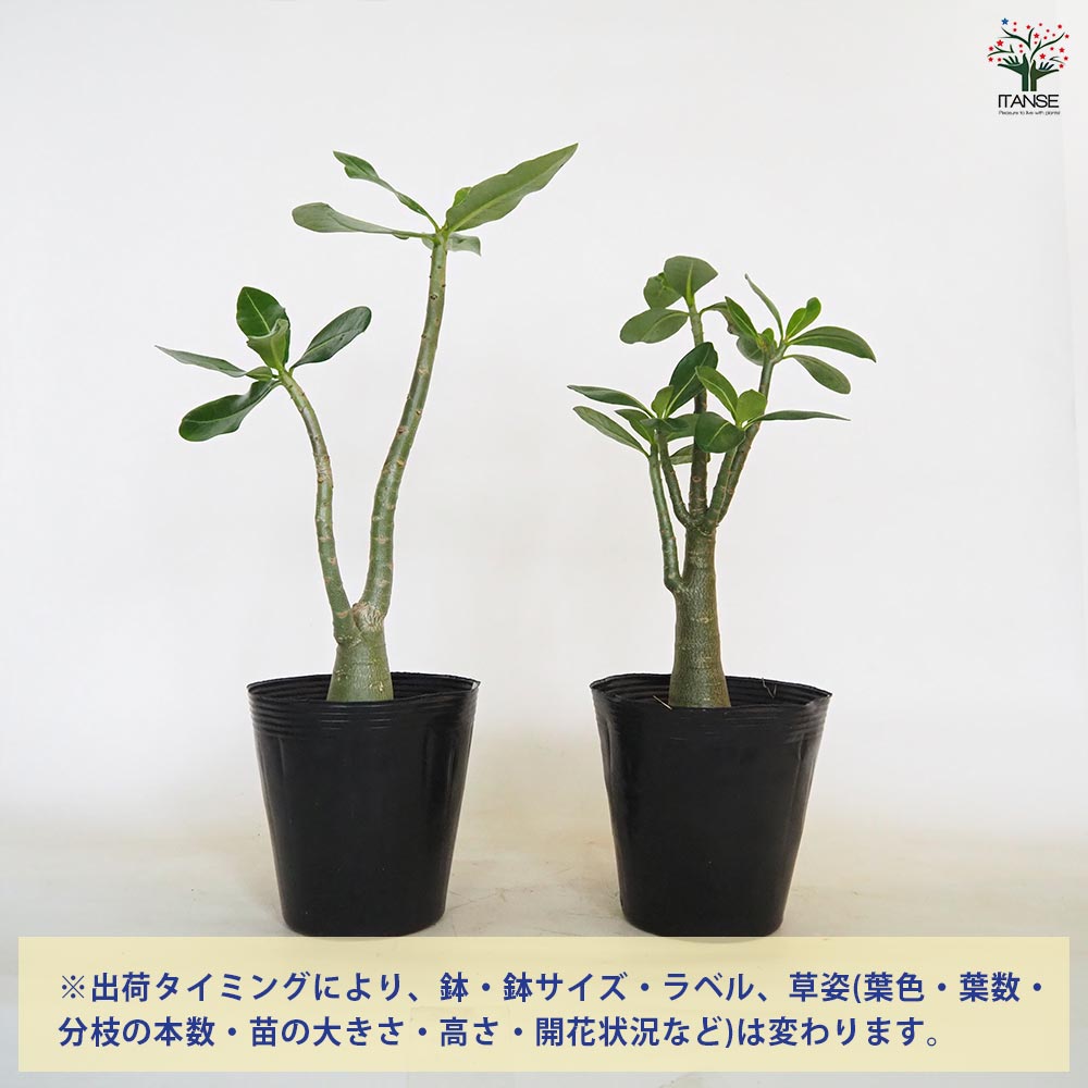 アデニウム アラビカム ブラックステム 【観葉植物 5号／1個売り