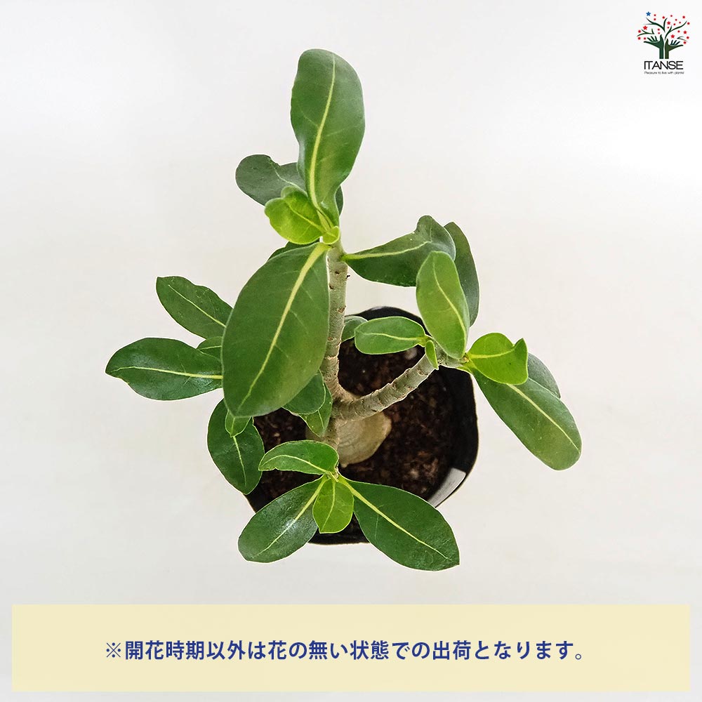 アデニウム アラビカム ブラックステム 【観葉植物 5号／1個売り