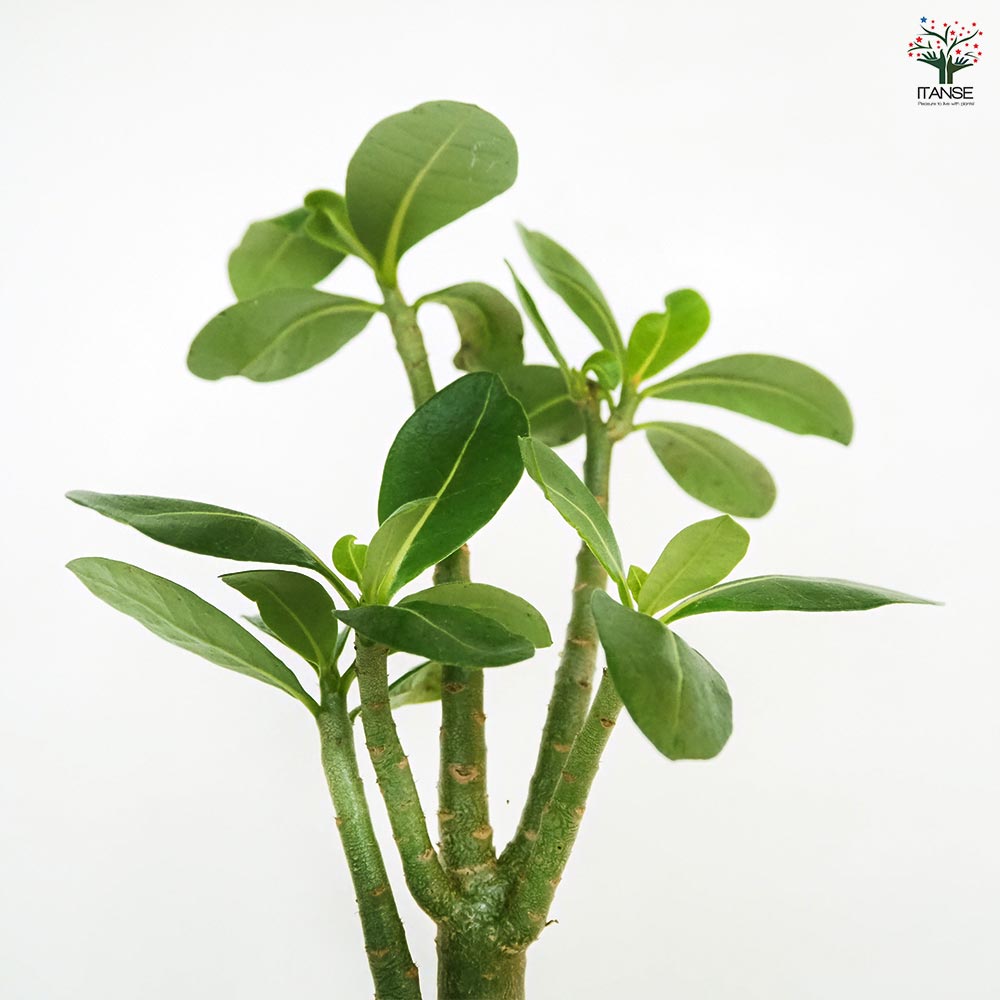 アデニウム アラビカム ブラックステム 【観葉植物 5号／1個売り