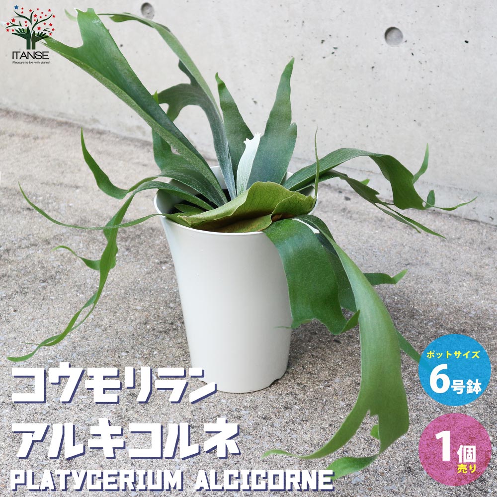 ビカクシダ コウモリラン アルキコルネ【観葉植物 6号鉢／1個売り】