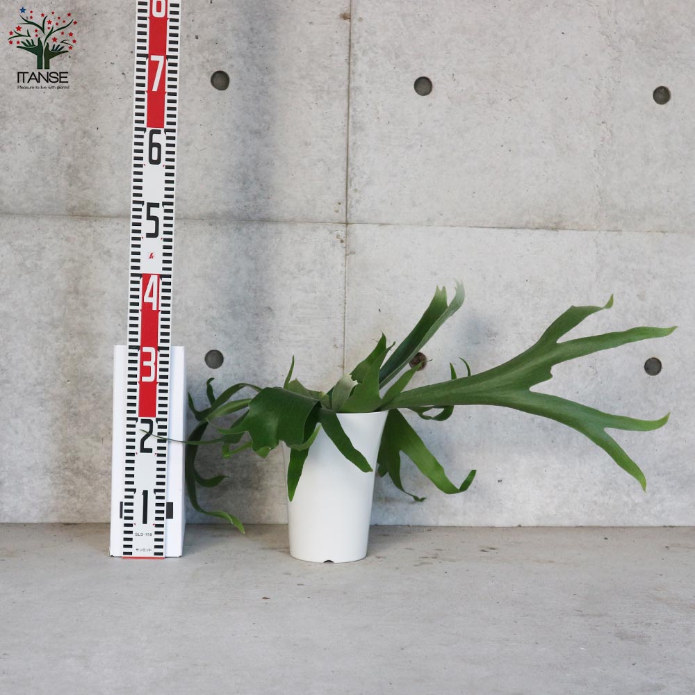 ビカクシダ コウモリラン アルキコルネ【観葉植物 6号鉢／1個売り】