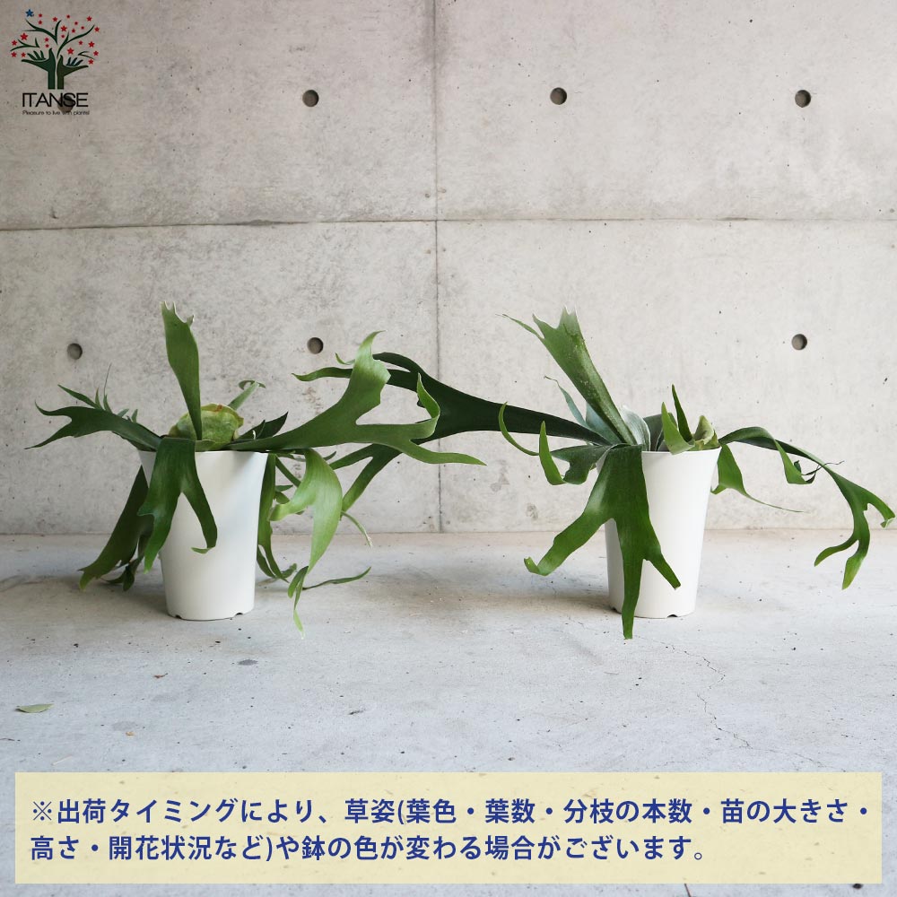 ビカクシダ コウモリラン アルキコルネ【観葉植物 6号鉢／1個売り】