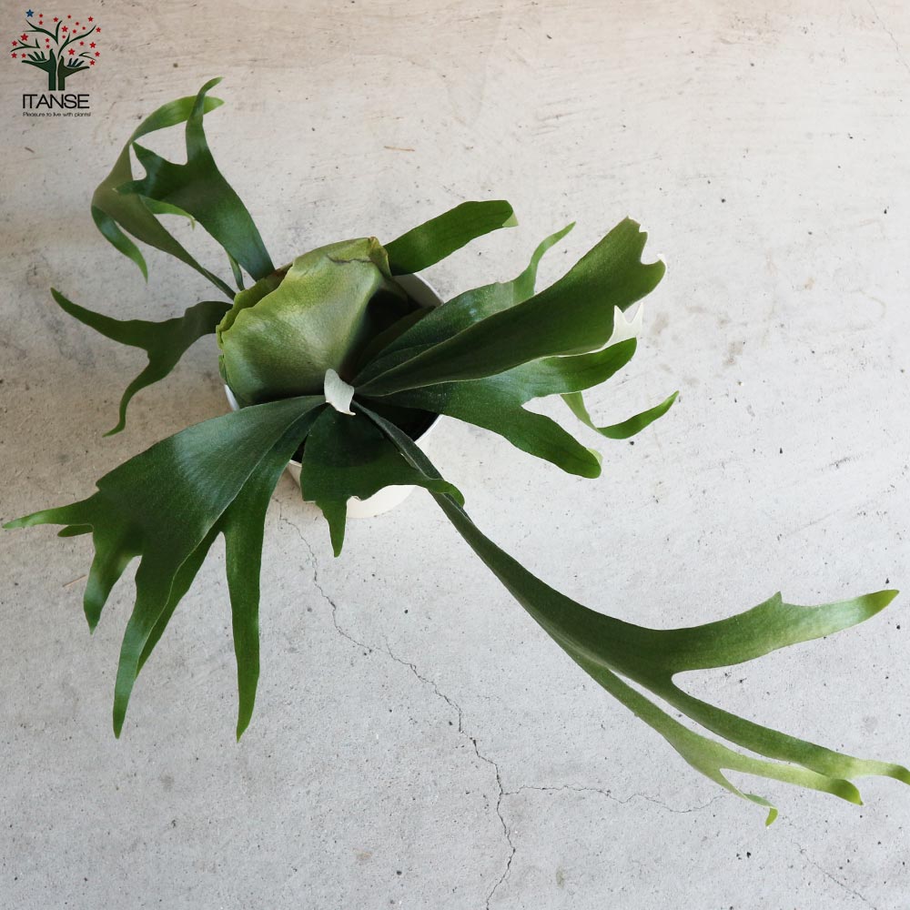 ビカクシダ コウモリラン アルキコルネ【観葉植物 6号鉢／1個売り】