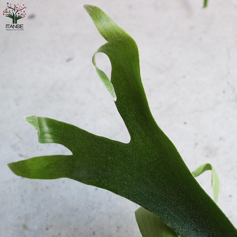 ビカクシダ コウモリラン アルキコルネ【観葉植物 6号鉢／1個売り