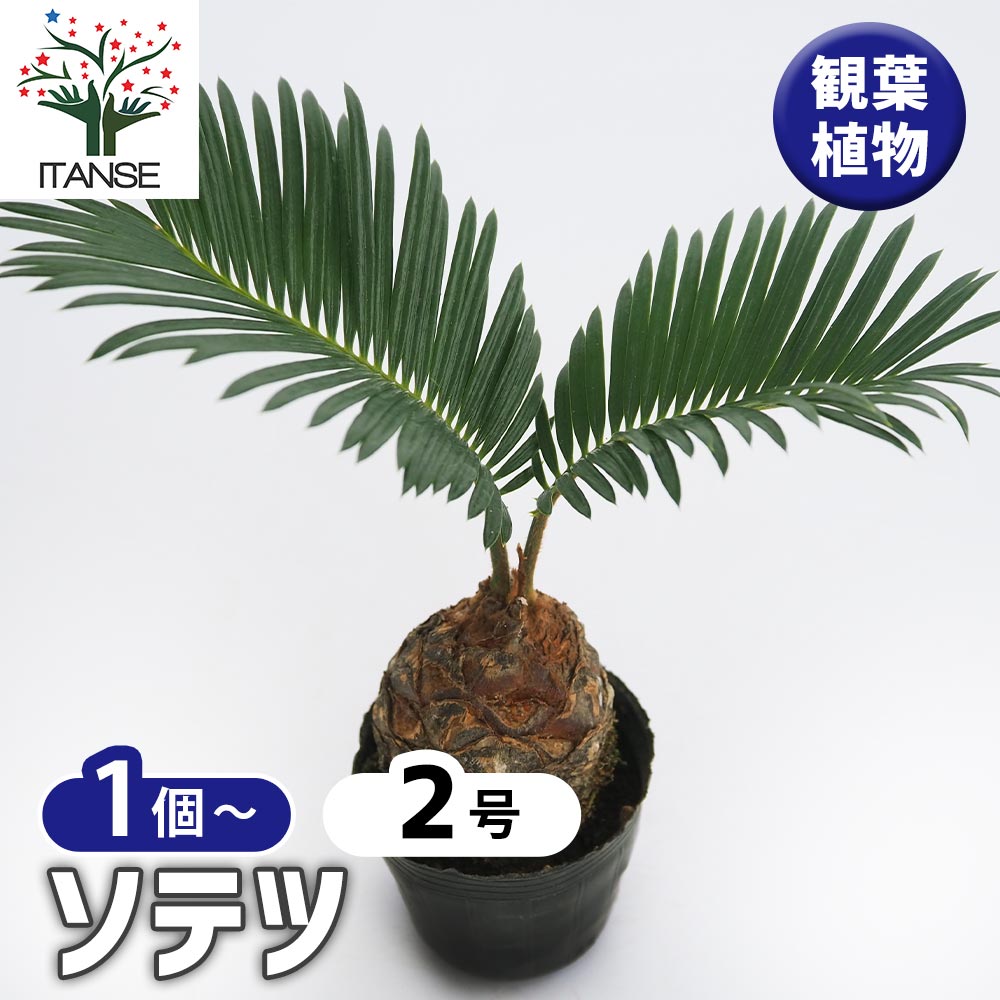 ソテツ 観葉植物　約2m超 楽天市場】【現品発送】ソテツ（蘇鉄) 大株 幹太 12号フレグラー