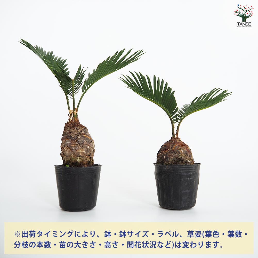 ソテツ 【観葉植物 2号】｜ 【植物のITANSE】全品送料無料