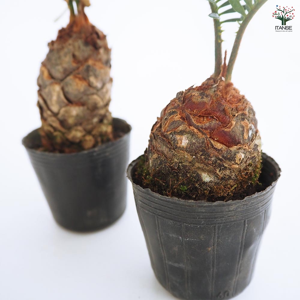 ソテツ 【観葉植物 2号】｜ 【植物のITANSE】全品送料無料・即出荷!