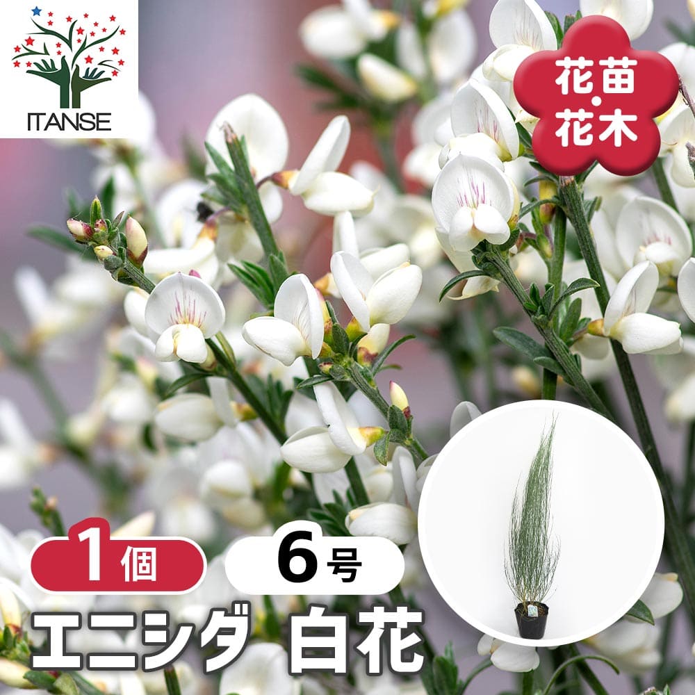 エニシダ 白花 【花木苗 6号／1個売り】｜ 【植物のITANSE】全品