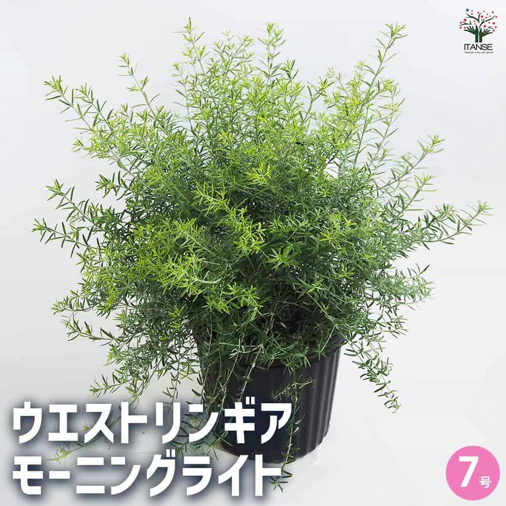 ウエストリンギア モーニングライト 【花木苗 7号／1個売り】｜ 【植物