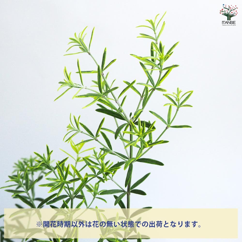 ウエストリンギア モーニングライト 【花木苗 7号／1個売り】｜ 【植物
