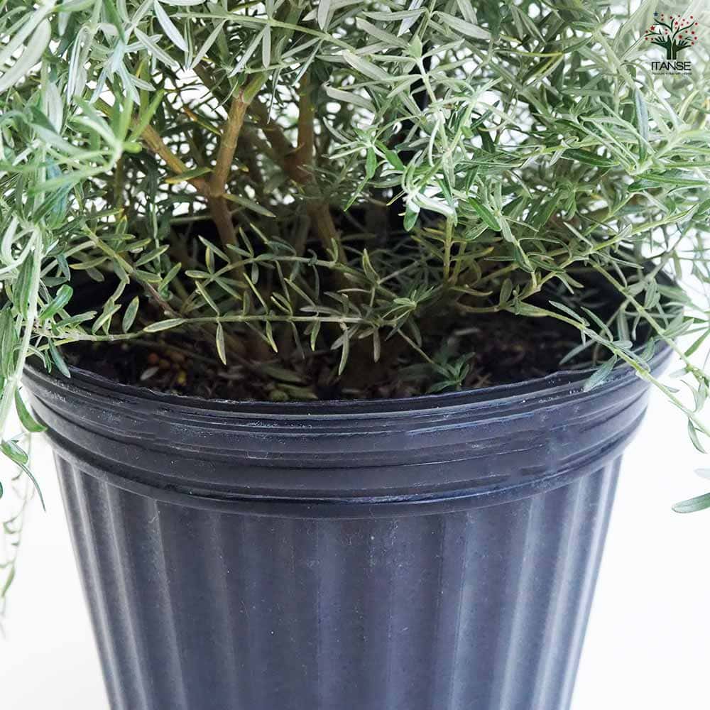 ウエストリンギア モーニングライト 【花木苗 7号／1個売り】｜ 【植物