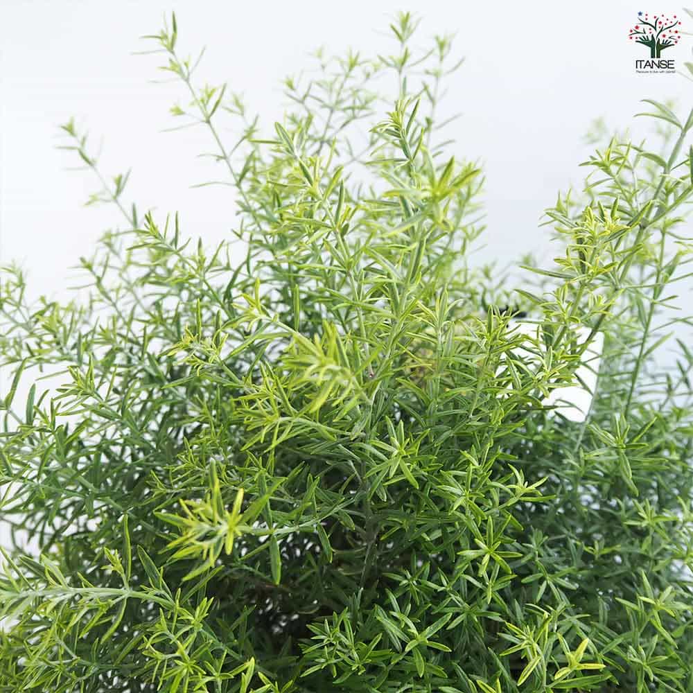 ウエストリンギア モーニングライト 【花木苗 7号／1個売り