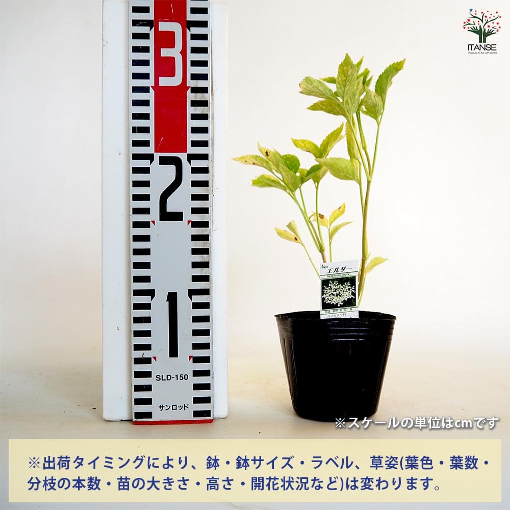 エルダーベリー 【ハーブの苗 3号】｜ 【植物のITANSE】全品送料