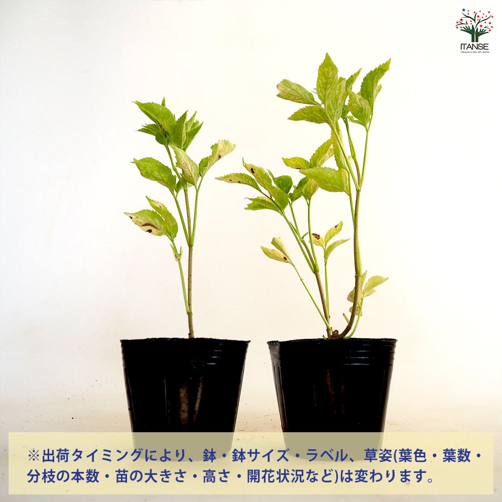 エルダーベリー 【ハーブの苗 3号】｜ 【植物のITANSE】全品送料