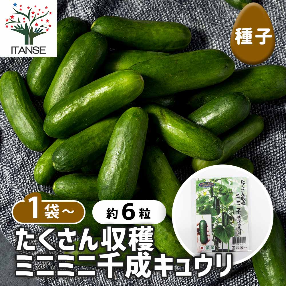 種子 たくさん収穫 ミニミニ千成キュウリ 【 約6粒／1袋売り