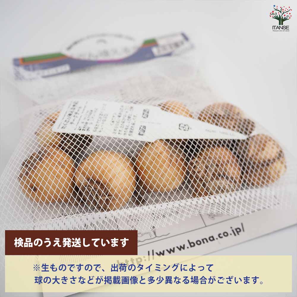 球根 たくさん植える水仙 テータテート 【花球根 8球】