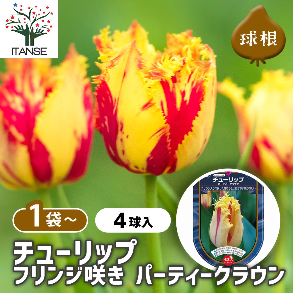 チューリップ フリンジ咲き パーティークラウン