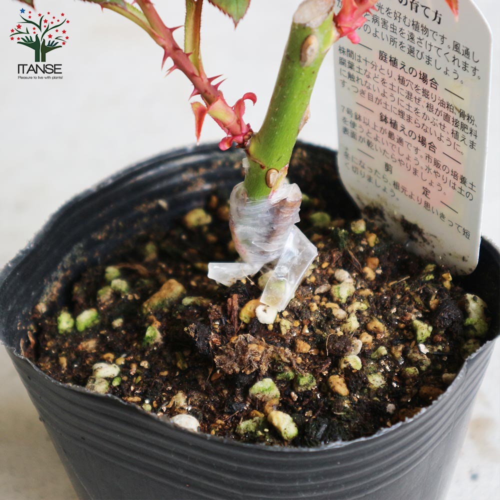 切花薔薇接木苗 薔薇 グリーンローズ 接木苗【花苗 4号／1個売り】｜ 【植物の