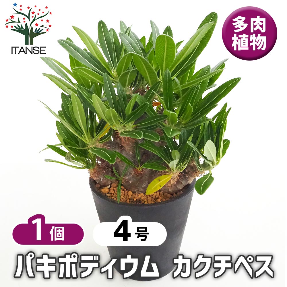 パキポディウム カクチペス 【多肉植物 4号／1個売り】