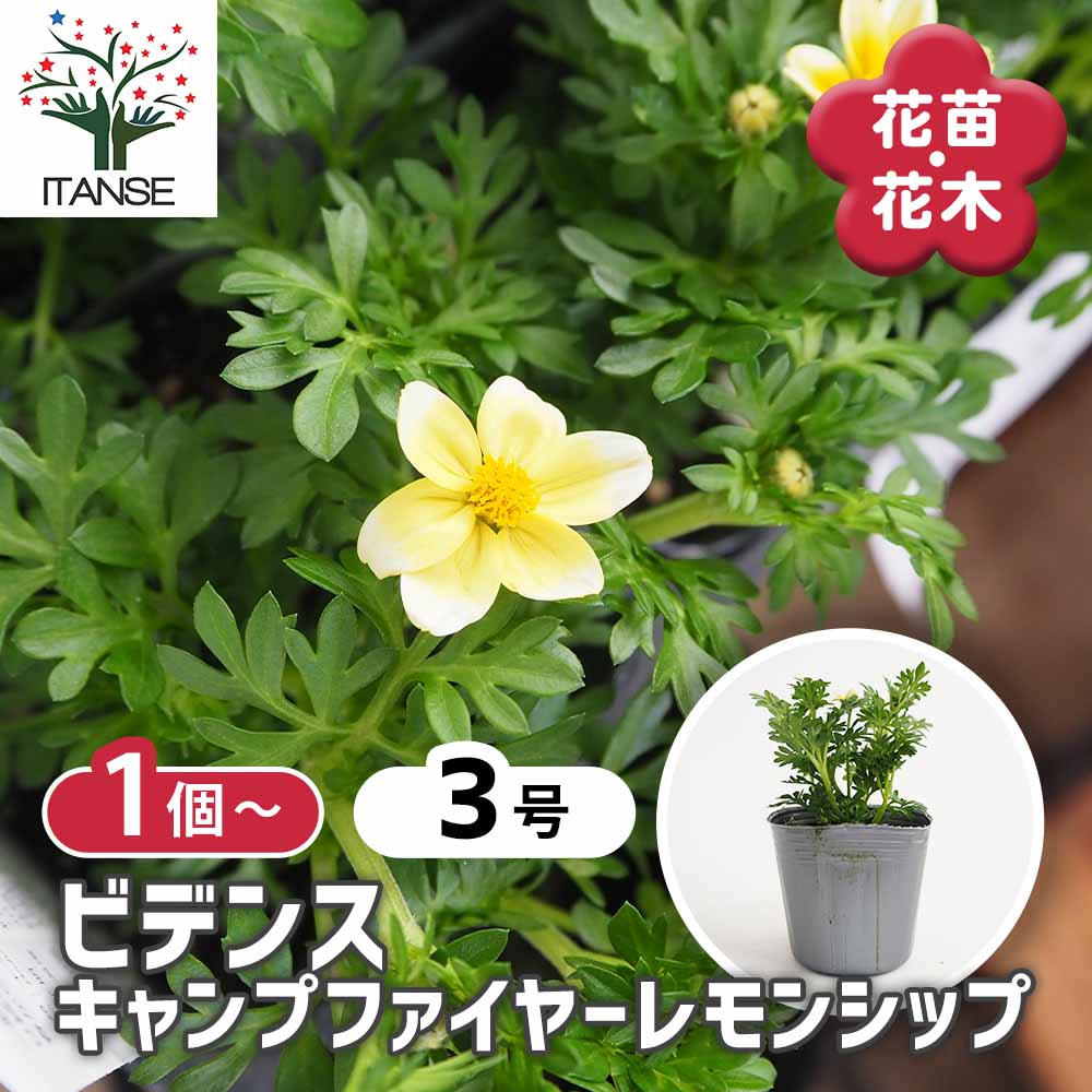 ビデンス キャンプファイヤーレモンシロップ 【花苗 3号】