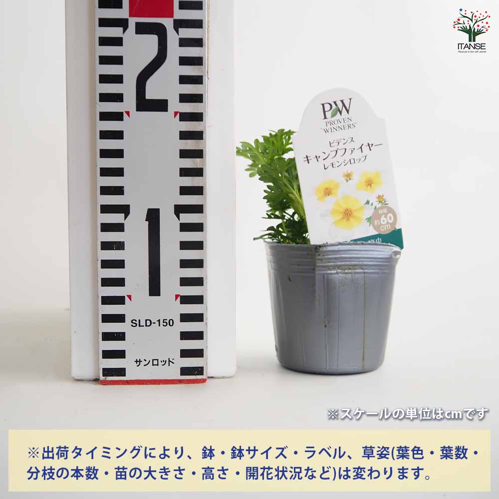 ビデンス キャンプファイヤーレモンシロップ 【花苗 3号】