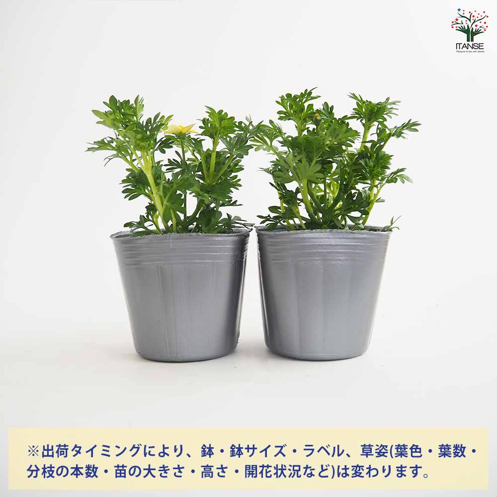 ビデンス キャンプファイヤーレモンシロップ 【花苗 3号】