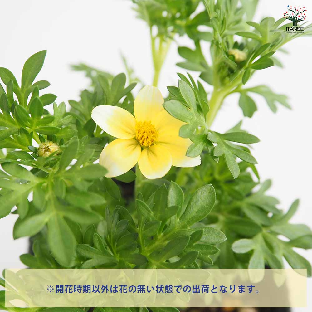 ビデンス キャンプファイヤーレモンシロップ 【花苗 3号】