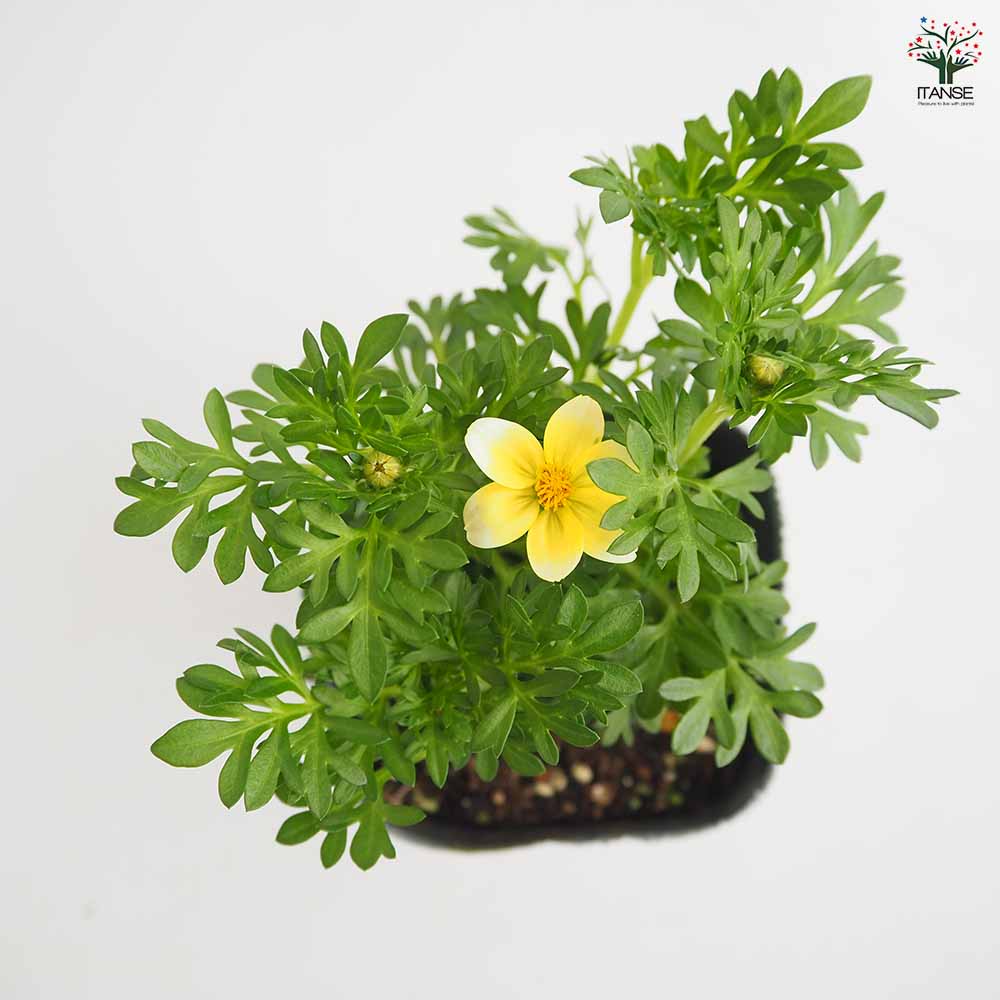 ビデンス キャンプファイヤーレモンシロップ 【花苗 3号】