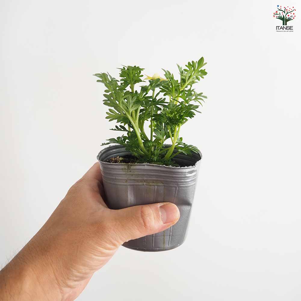 ビデンス キャンプファイヤーレモンシロップ 【花苗 3号】