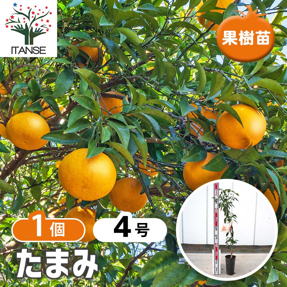 柑橘の苗 たまみ 【果樹の苗木 4号／1個売り】｜ 【植物のITANSE