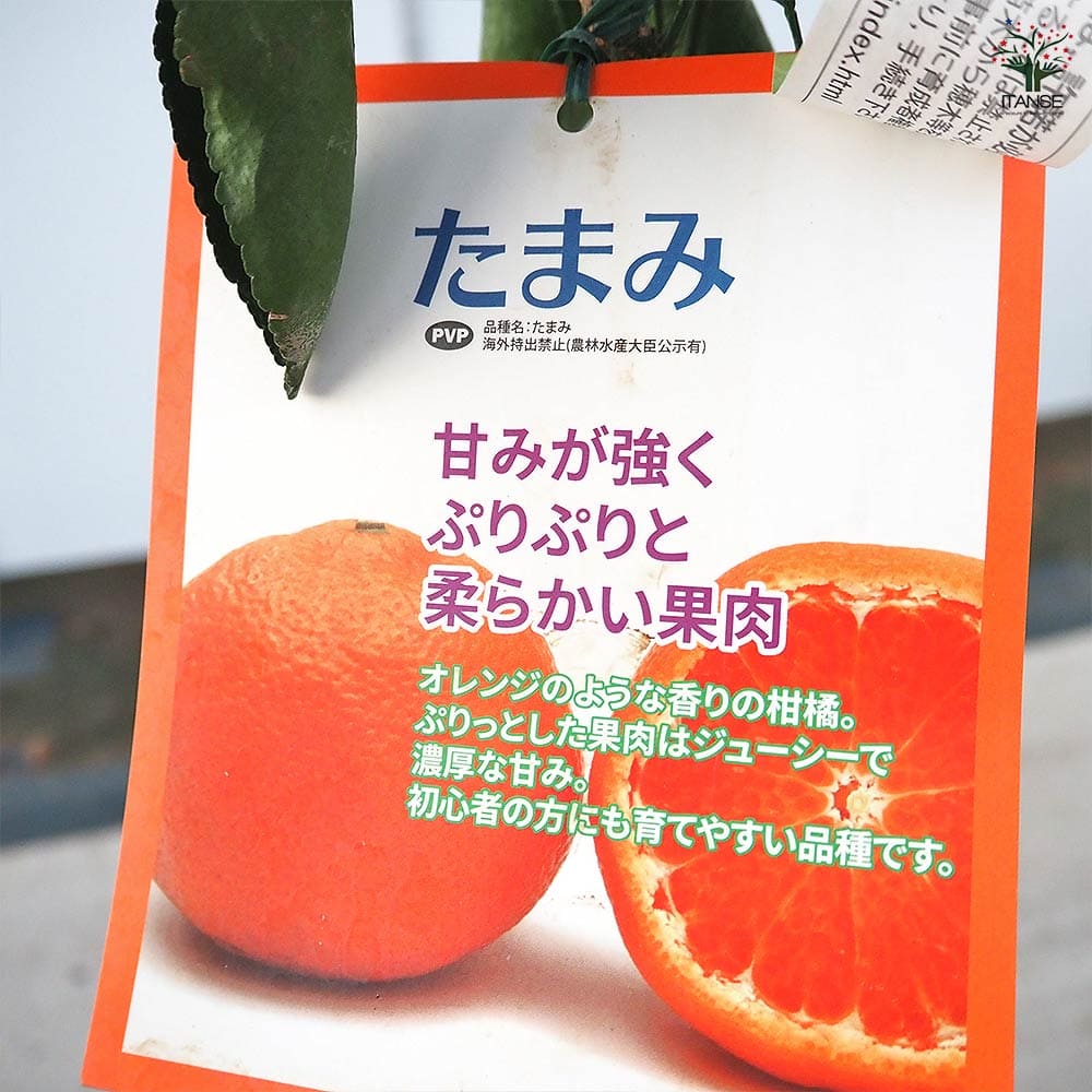 柑橘の苗 たまみ 【果樹の苗木 4号／1個売り】｜ 【植物のITANSE