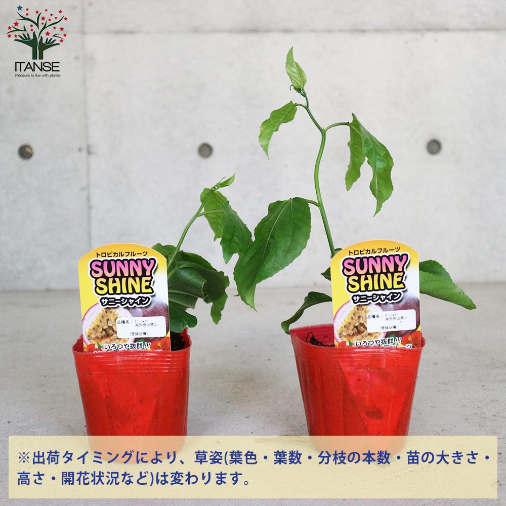 パッションフルーツの苗問い合わせ パッションフルーツ苗木 赤紫系果実 3号ポット（挿し木