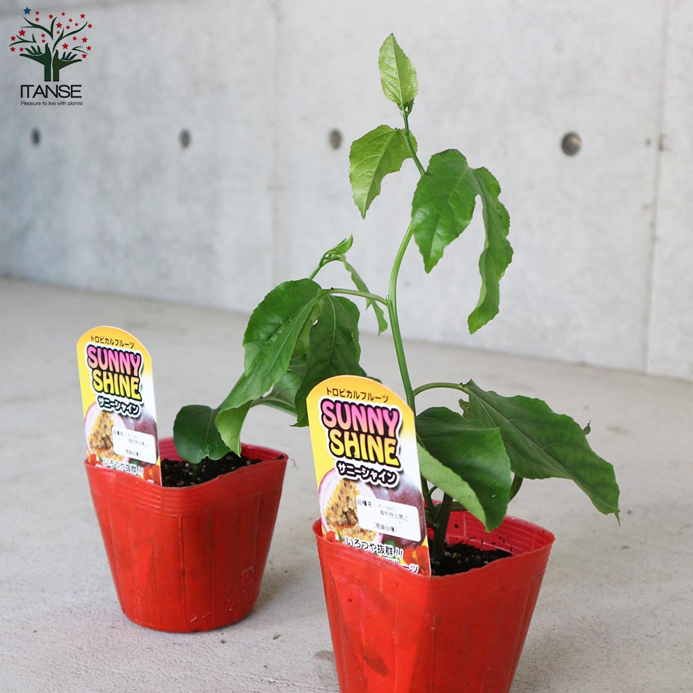 パッションフルーツ サニーシャイン 【果樹の苗木 10.5cmポット 実生苗