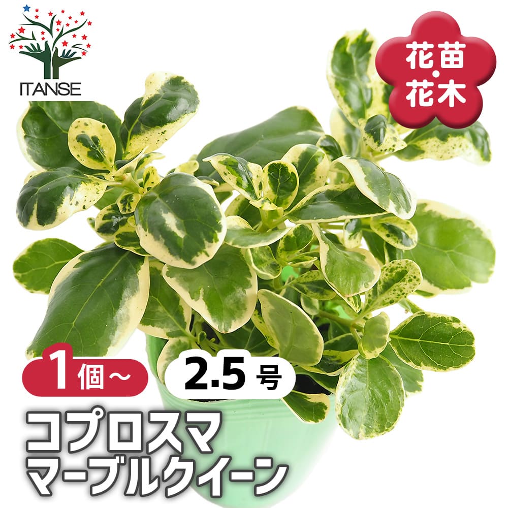 コプロスマ マーブルクイーン 【花苗 2.5号】｜ 【植物のITANSE