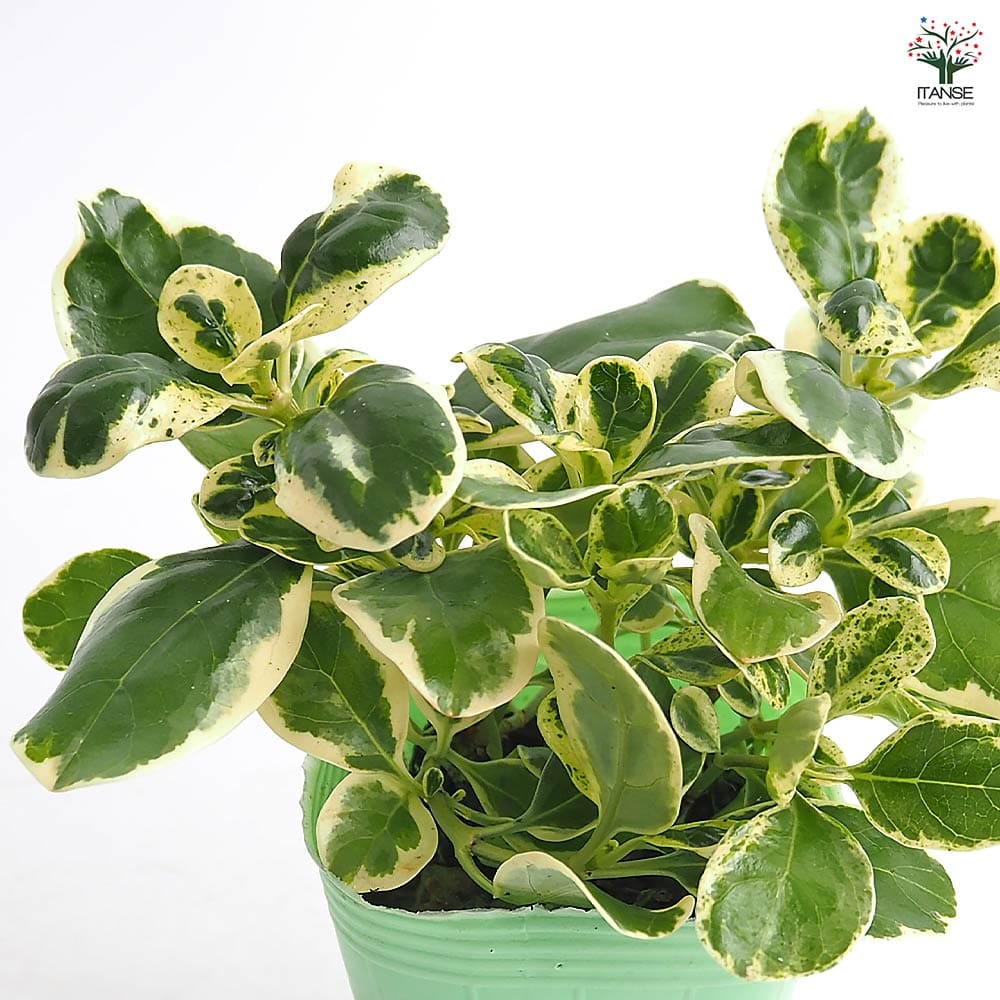 コプロスマ マーブルクイーン 【花苗 2.5号】｜ 【植物のITANSE