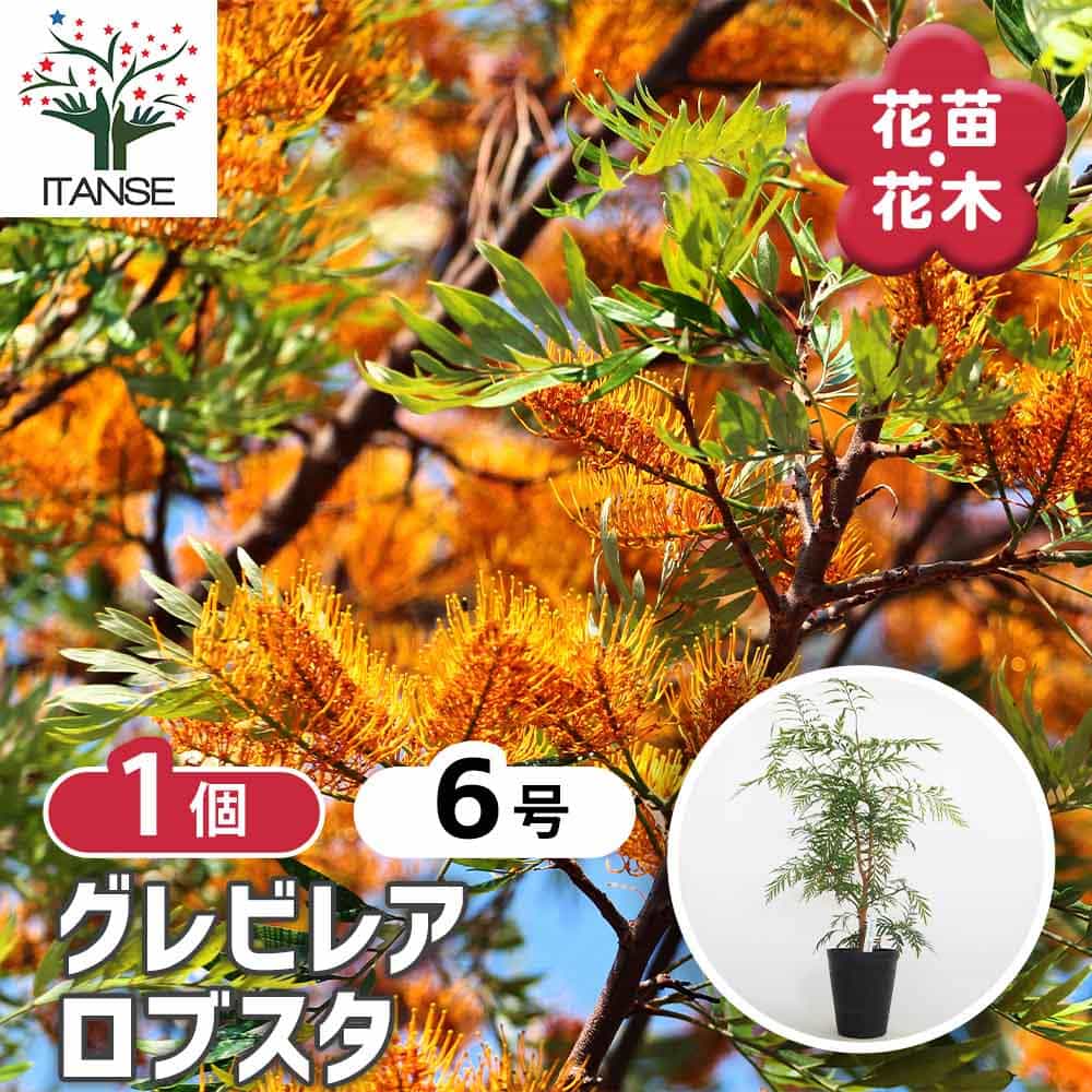 グレビレア ロブスタ 【花木苗 6号／1個売り】｜ 【植物のITANSE