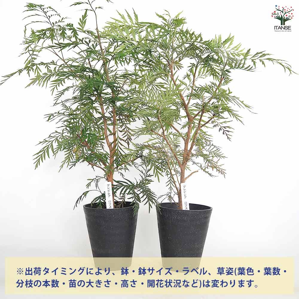 グレビレア ロブスタ 【花木苗 6号／1個売り】｜ 【植物のITANSE