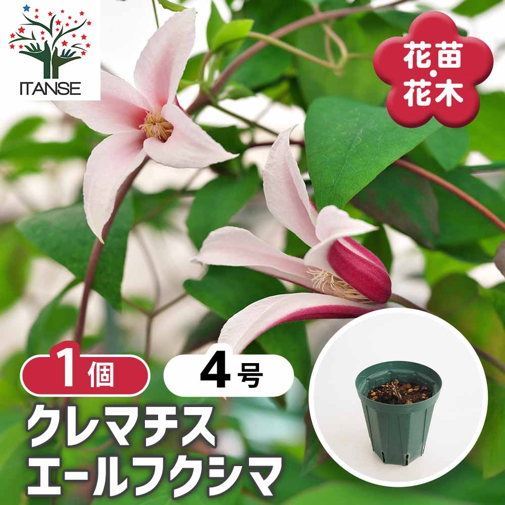 クレマチス エールフクシマ 【花苗 4号／1個売り】｜ 【植物の