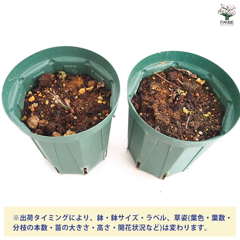 クレマチス エールフクシマ 【花苗 4号／1個売り】｜ 【植物の