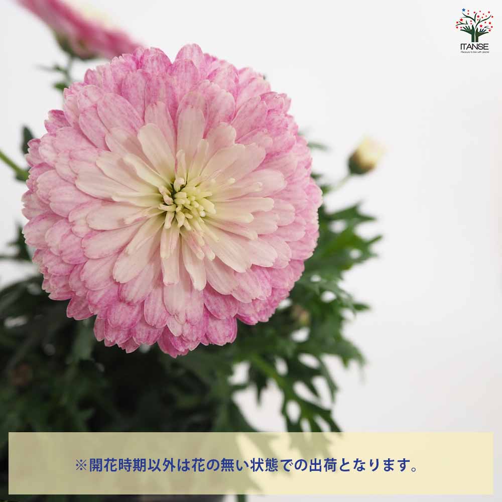 マーガレット いとしのあのこ 【花苗 3.5号】｜ 【植物のITANSE