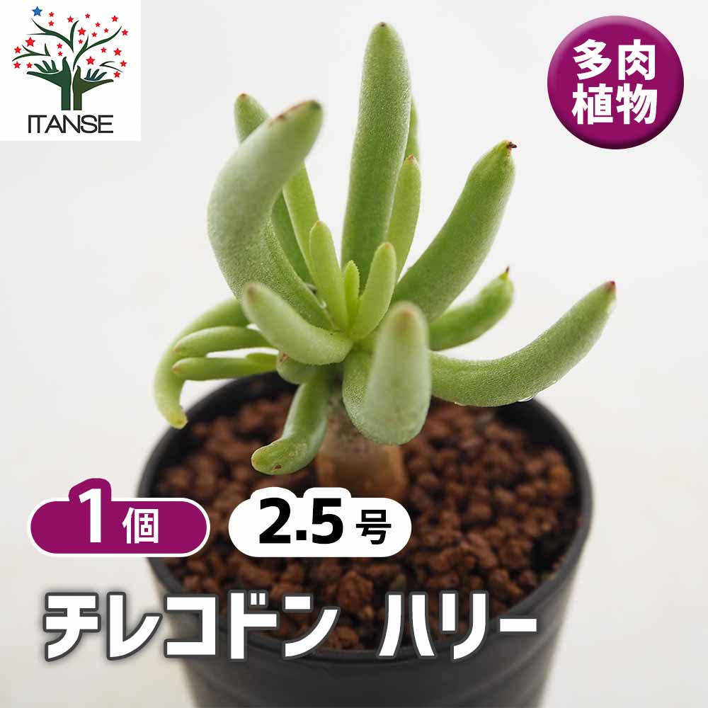 チレコドン ハリー 【多肉植物 2.5号／1個売り】｜ 【植物の
