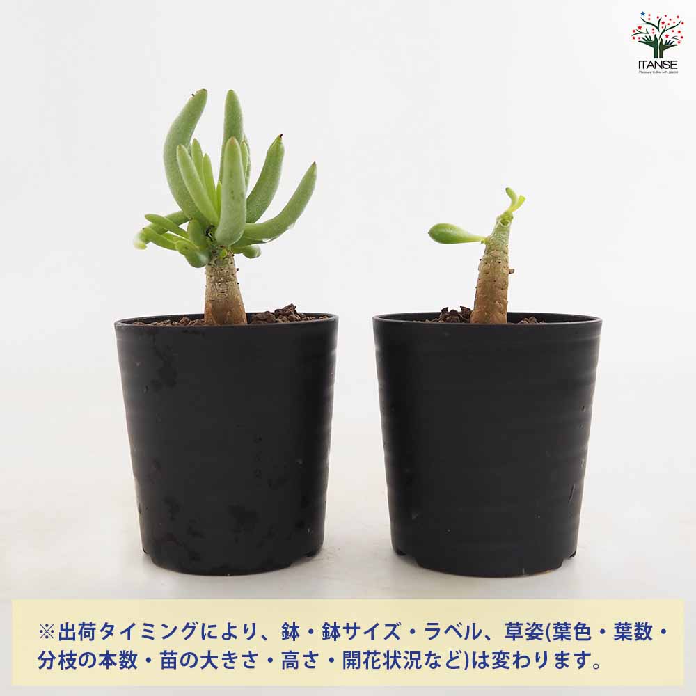 チレコドン ハリー 【多肉植物 2.5号／1個売り】｜ 【植物の