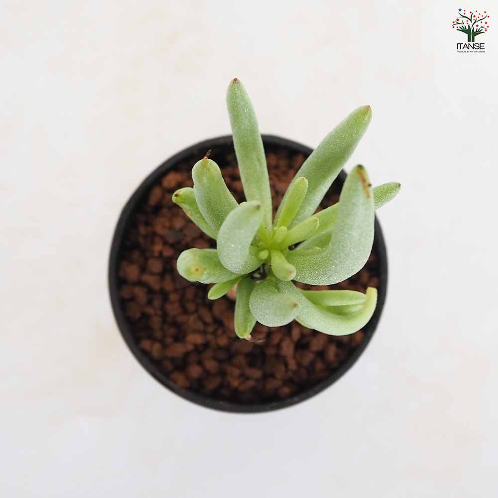 チレコドン ハリー 【多肉植物 2.5号／1個売り】｜ 【植物の