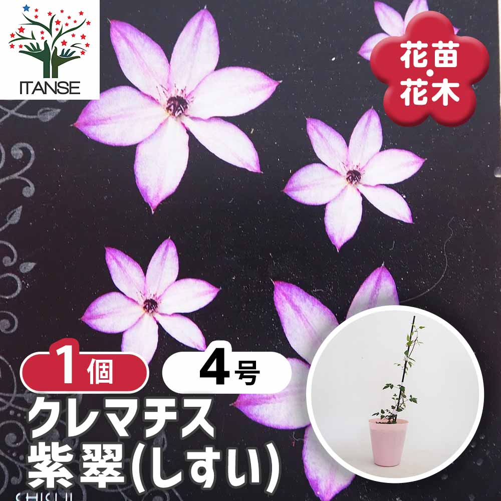 クレマチス 紫翠(しすい) 【花苗 4号／1個売り】｜ 【植物の