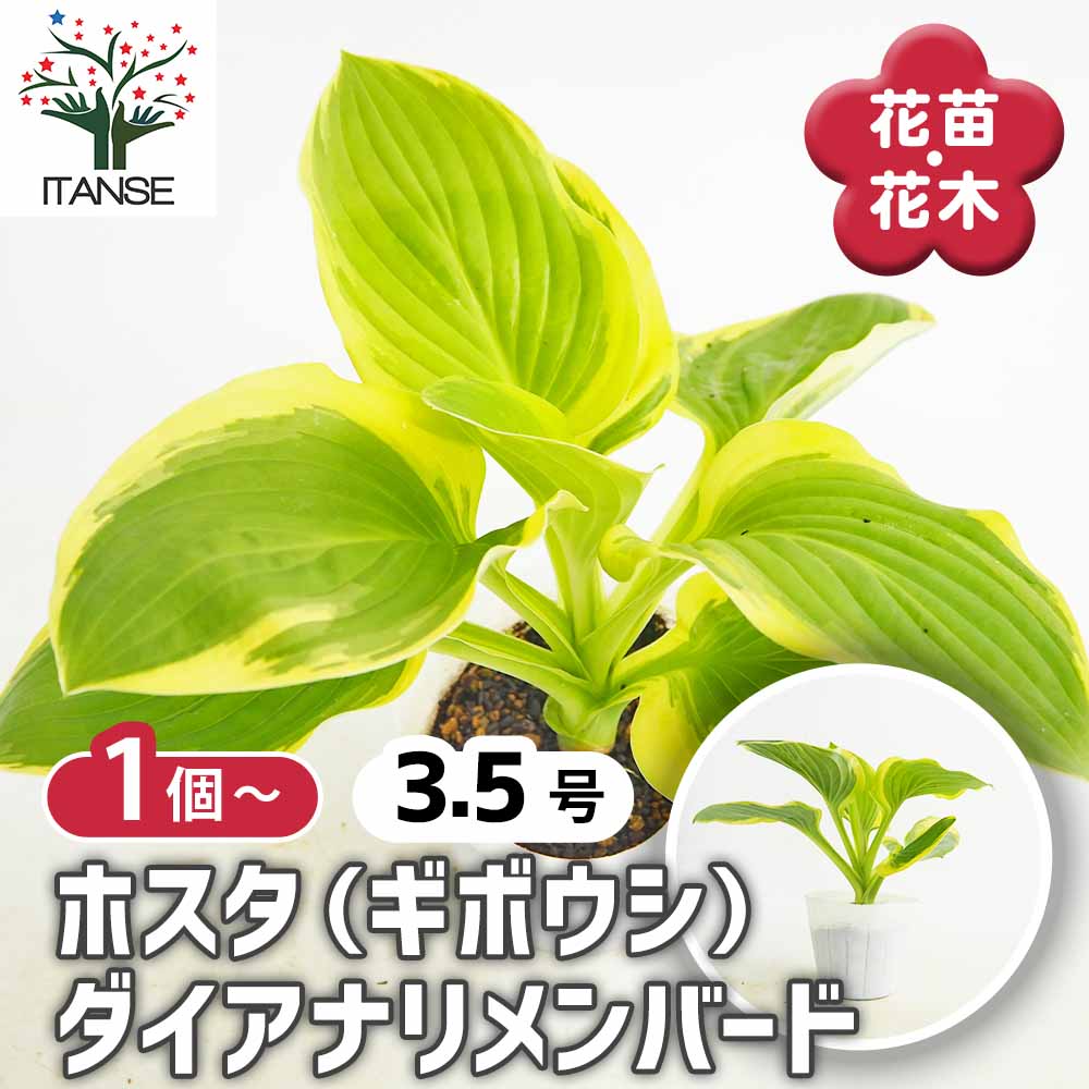 ホスタ(ギボウシ) ダイアナリメンバード 【花苗 3.5号】｜ 【植物の
