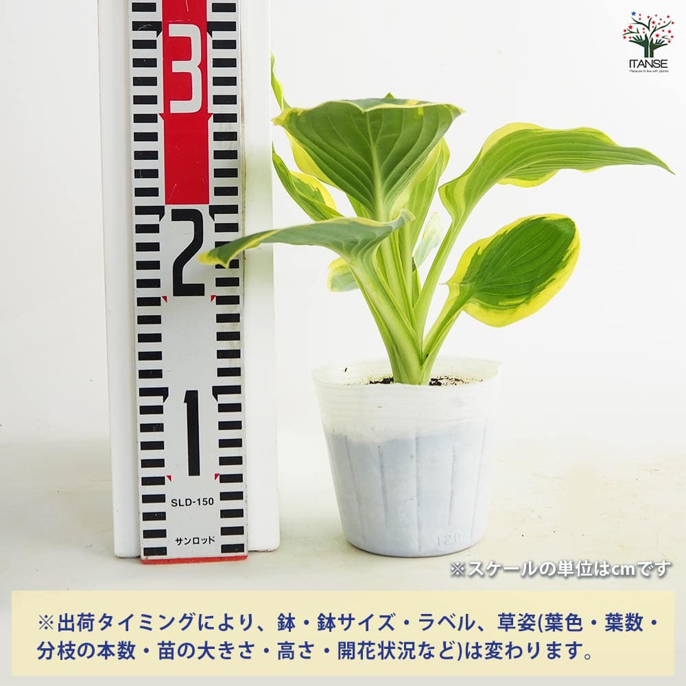 ホスタ(ギボウシ) ダイアナリメンバード 【花苗 3.5号】