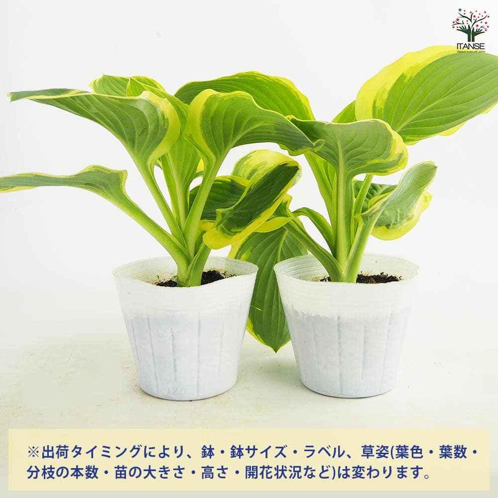 ホスタ(ギボウシ) ダイアナリメンバード 【花苗 3.5号】｜ 【植物の
