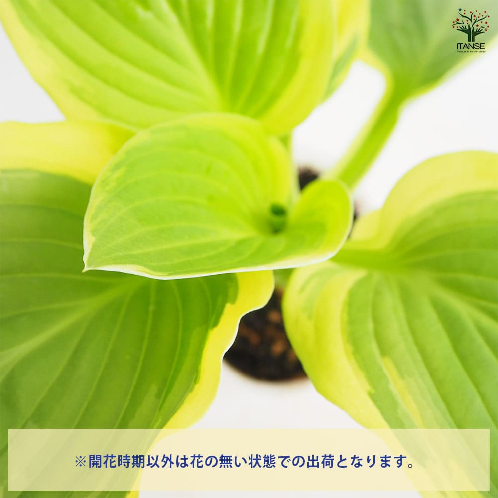 ホスタ(ギボウシ) ダイアナリメンバード 【花苗 3.5号】｜ 【植物の
