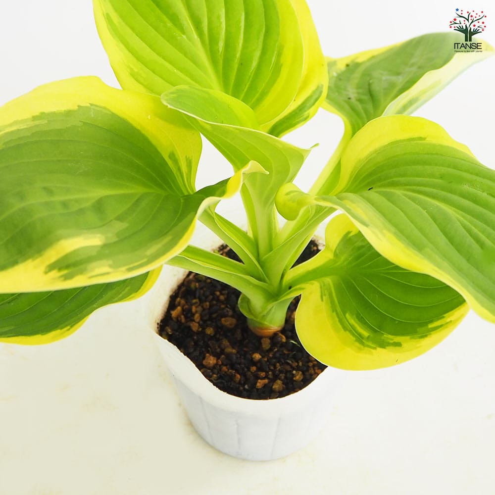 ホスタ(ギボウシ) ダイアナリメンバード 【花苗 3.5号】｜ 【植物の