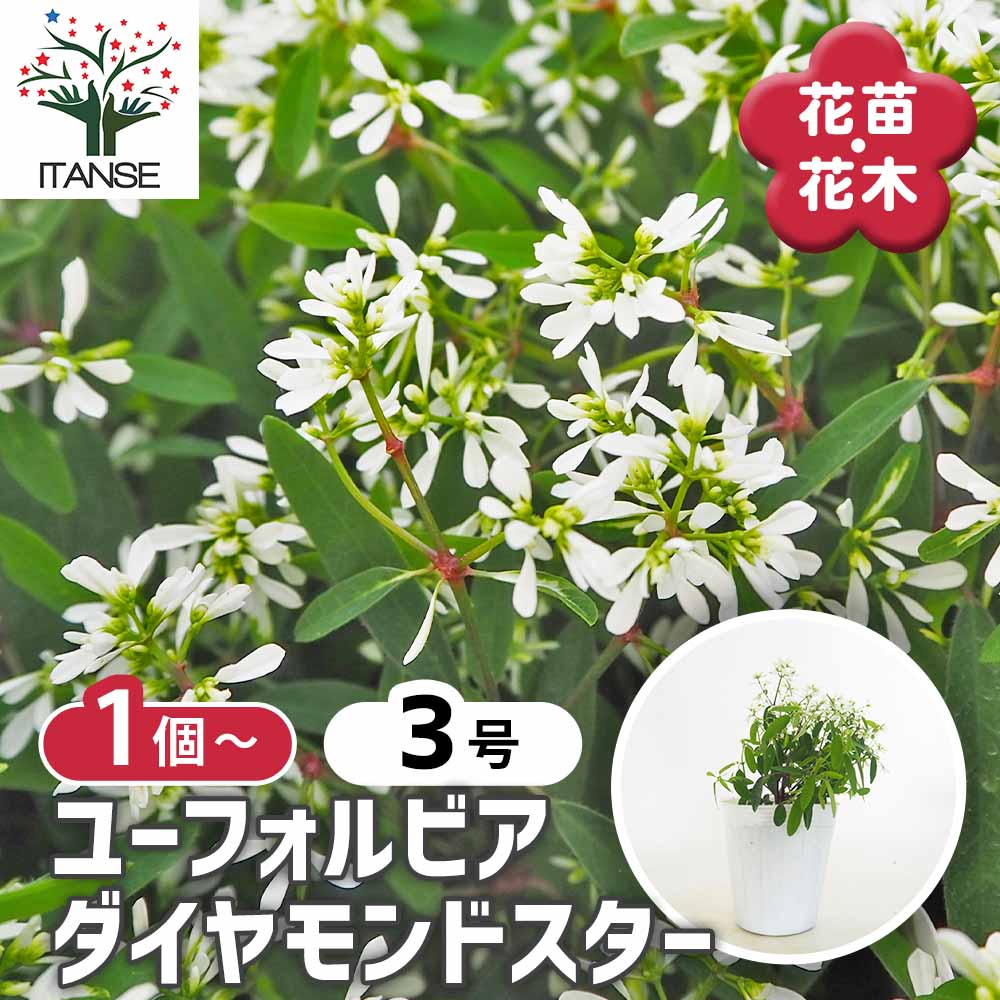 ユーフォルビア ダイヤモンドスター 【花苗 3号】｜ 【植物の